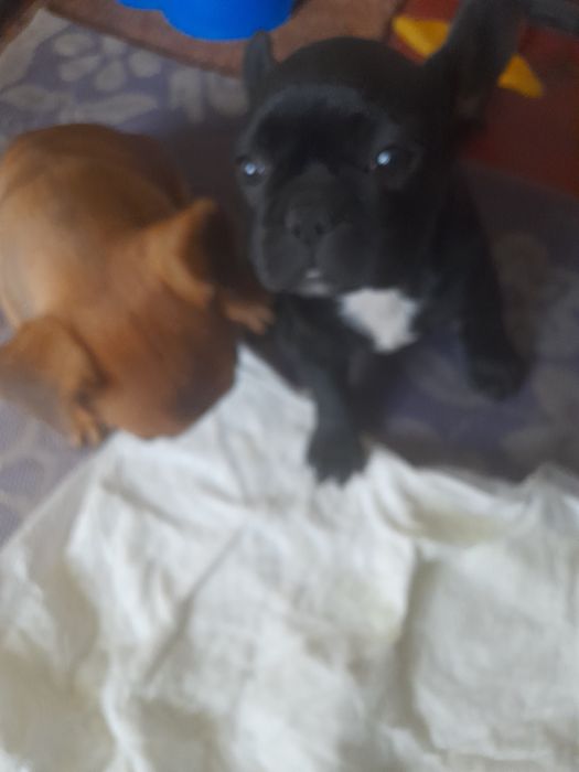 Французькі бульдоги. 2 дівчинки