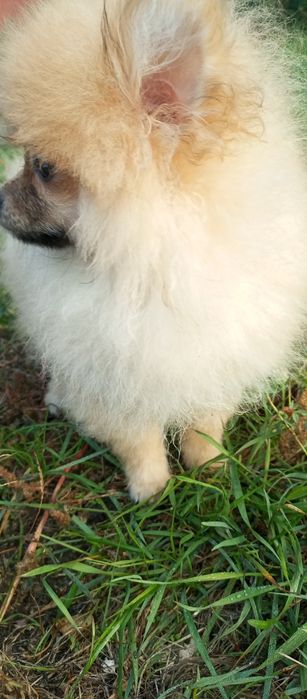 Простмаленькй янгол.