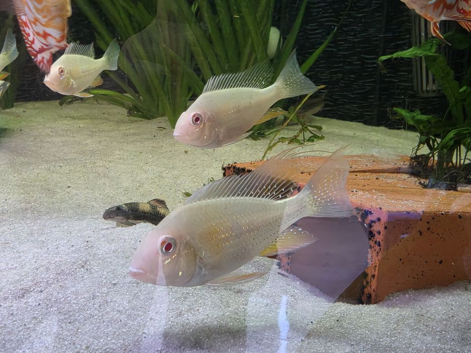 Acarichthys Heckelli Albino