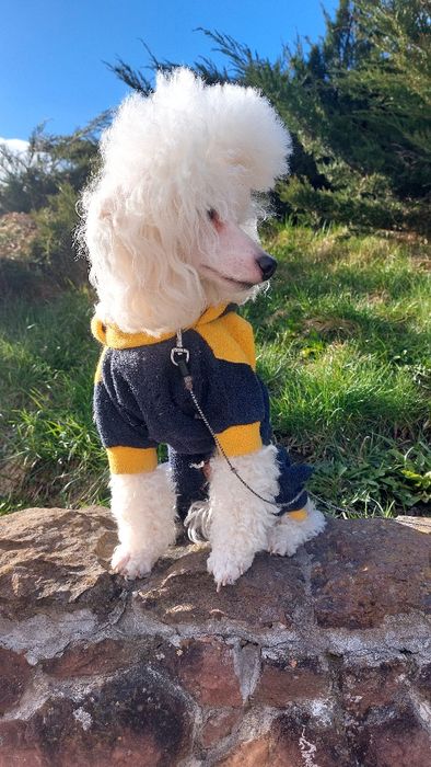 Кобель для вязки