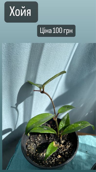 Кімнатні рослини