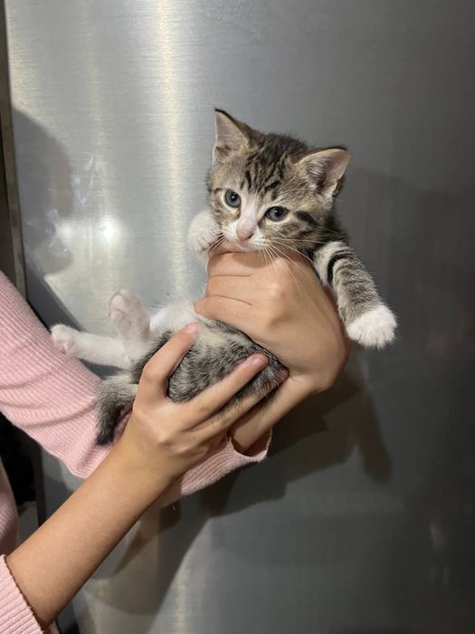 Отдам котят в хорошие руки