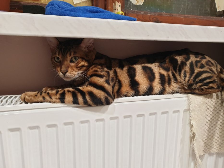 Бенгальский кот вязка