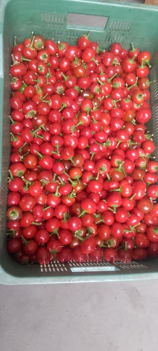 Papryka ceresniowa ostra 1kg