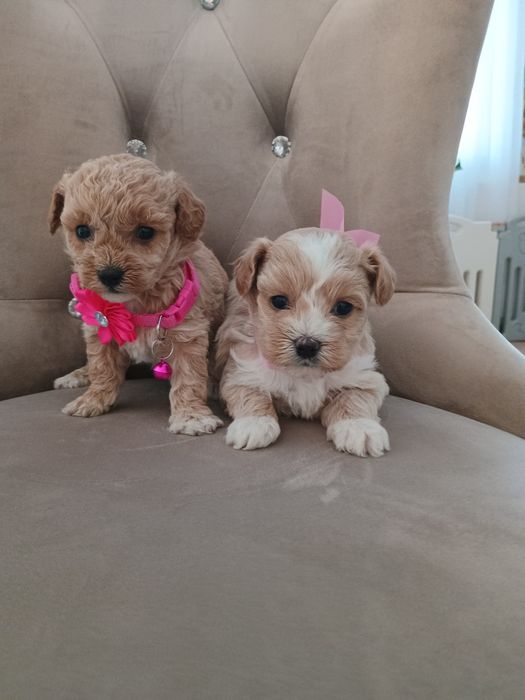 Maltipoo maltańczyk pudel toy suczka