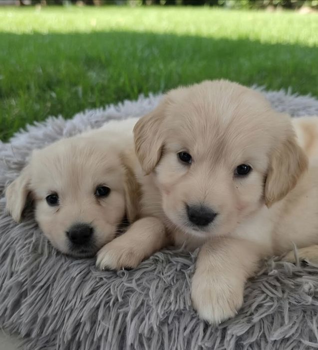 Golden Retriever-hodowla domowa