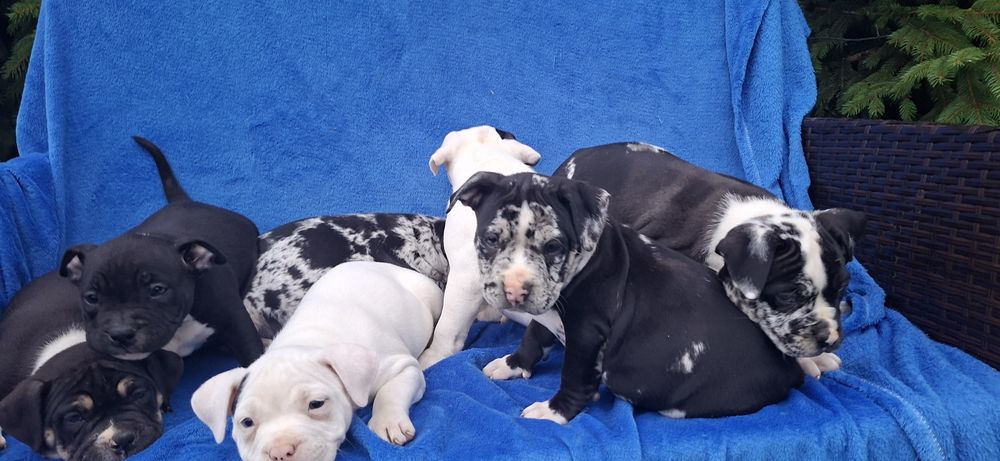 American bully standard szczenię z metryką