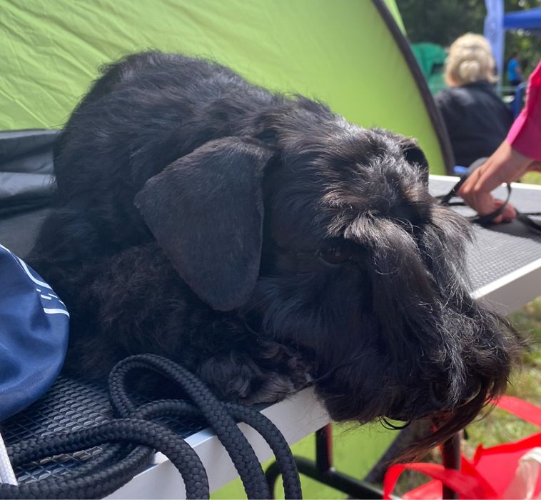 Sznaucer Miniaturowy FCI ZKwP gotowy do odbioru