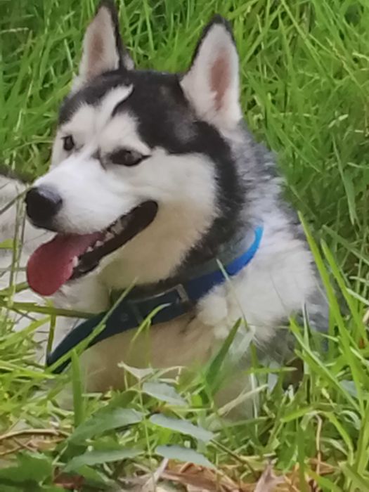 Husky lindo para montas