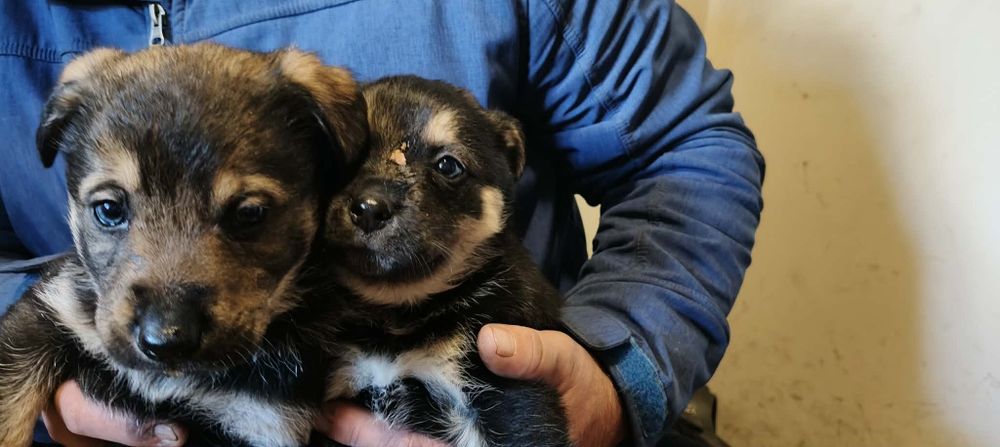 Pieski za darmo oddam