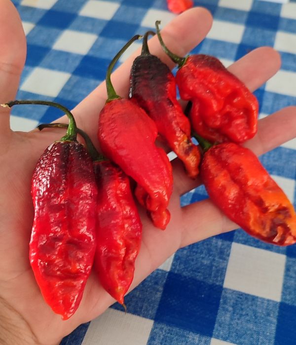 Carolina Reaper Amarela ,OFERTA Portes Envio