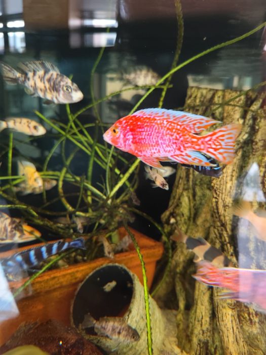 Aulonocara firefish dragon blood