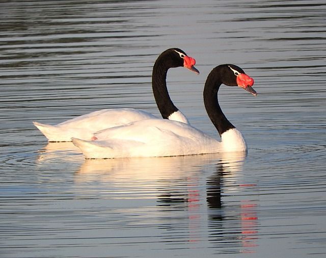 Casais de cisnes novos e adultos