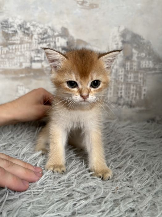 Котик золота шиншила терміново шукає родину