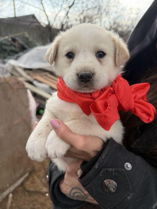 Щенки метисы лабрадора