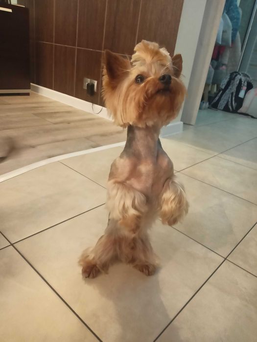 York Yorkshire terrier doświadczony reproduktor