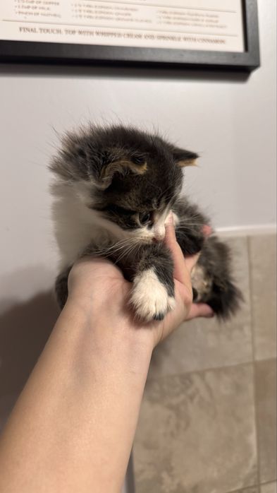 Кошенята  Виноградів