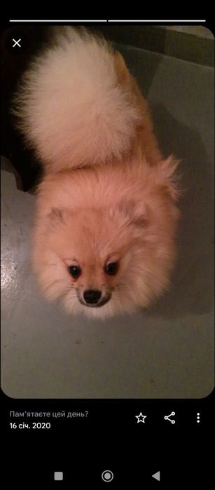 Дівчинка померанського шпіца лисичка