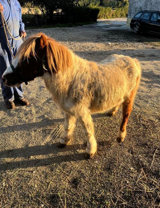 Pónei para venda e para tro