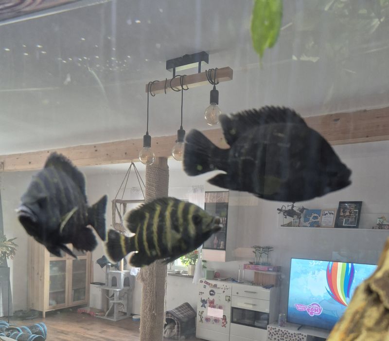 Tilapia Zebra Heterotilapia