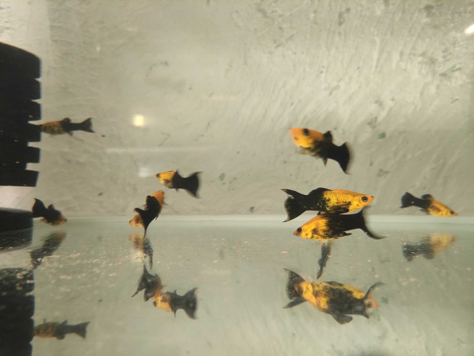 Ryby Akwariowe: Molinezje, Mieczyki