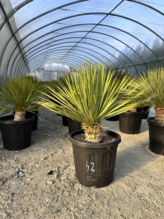 Juka Rostrata Yucca Rostrata 85 cm