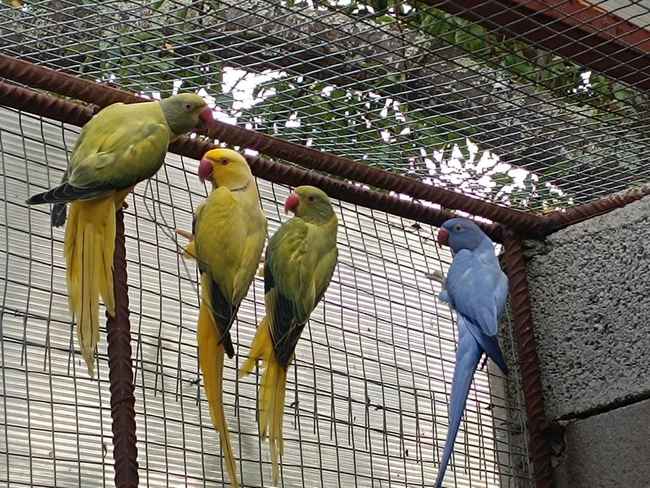 Ring nek cabeça ameixa ET...