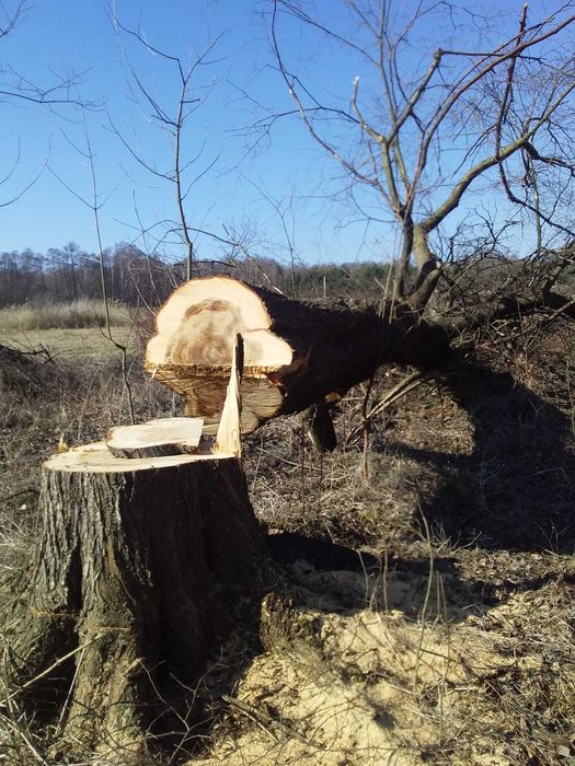 Sprzedam drzewo Topola i wiąz