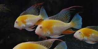 Ryby Acarichthis heckeli  albino, Ziemiojad Heckla Albino. Cetarius