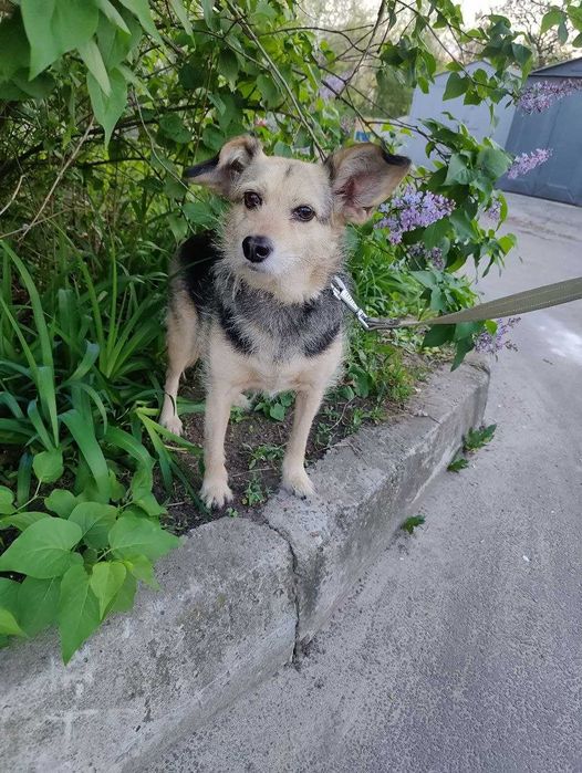 Очень симпатичная собачка Адель-добрая душа, возраст 3+