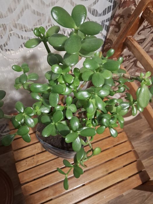 Толстянка (Денежное дерево ) 50 см