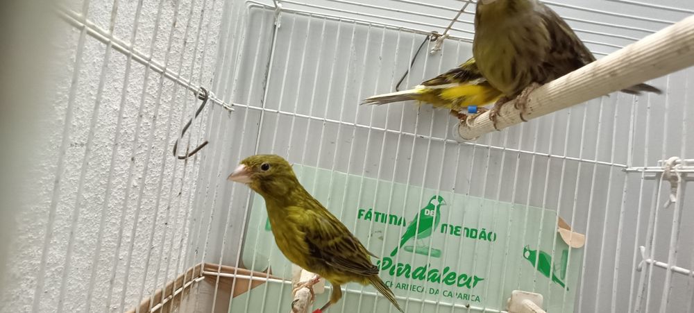 Canários timbrados espanhol