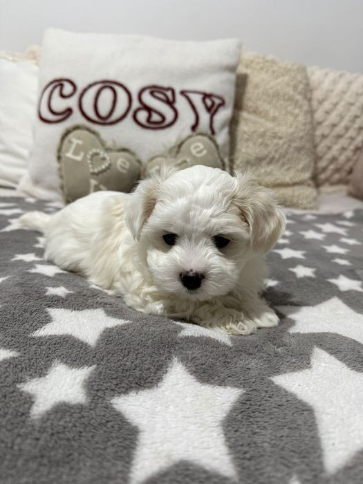 Maltańczyk Piesek Dior/ 1maj