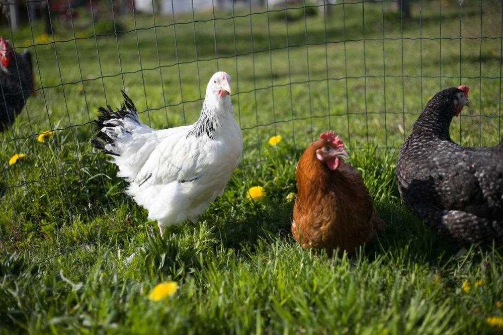 Kury kokoszki nioski Rosa kolorowa na wybieg transport na miejsce