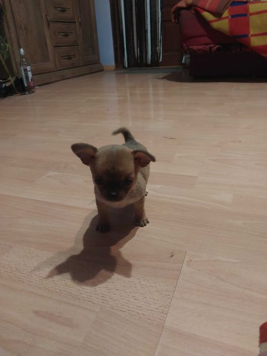 Chihuahua Pieski 2 miesiące