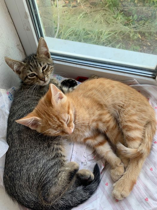 2 котика шукають родину