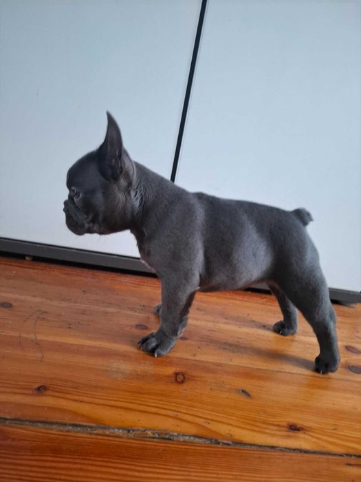 Buldog Francuski dziewczynka Blue