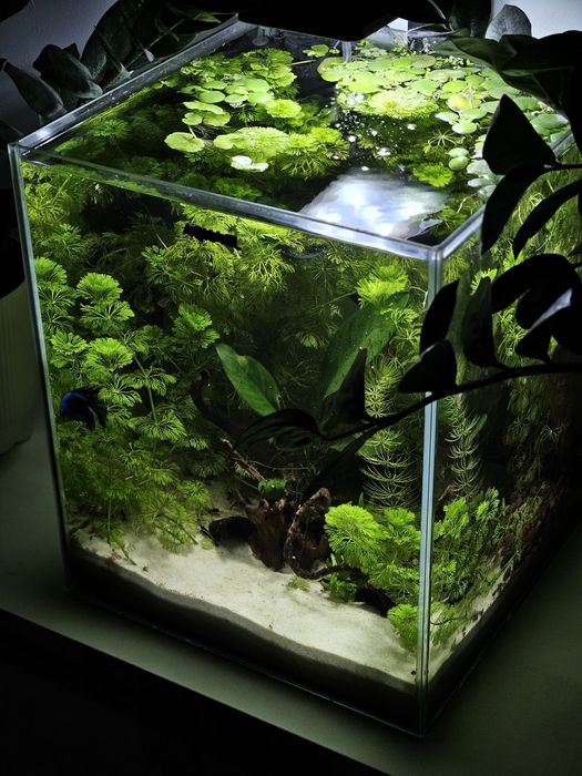 Krewetki neocaridina velvet Blue