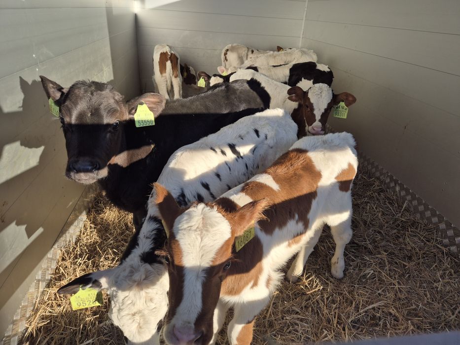 Byczki jaloszki mięsne Sudół