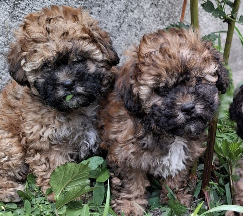 Shihpoo urocza suczka