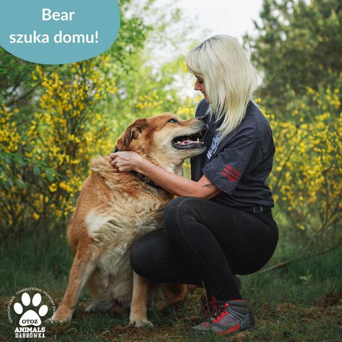 Wspaniały Bear szuka nowego domu