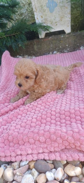 maltipoo femea pequenina