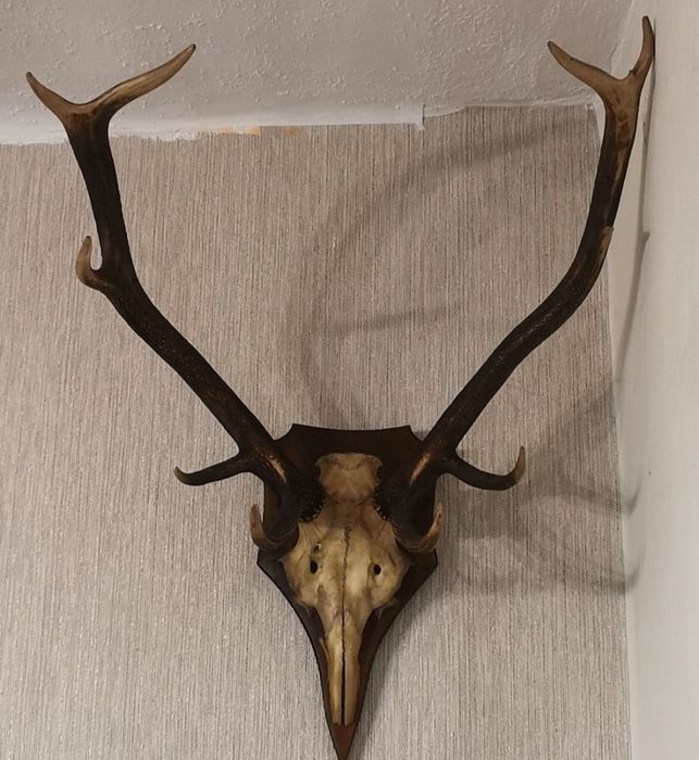 Poroże jelenia, trofeum, mysliwstwo