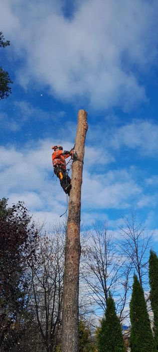 Зрізання дерев,зачистка ділянок,чистка сосон,будь яка складнісь..
