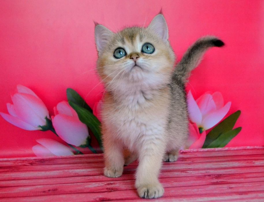 Мальчик золотой шиншилла
