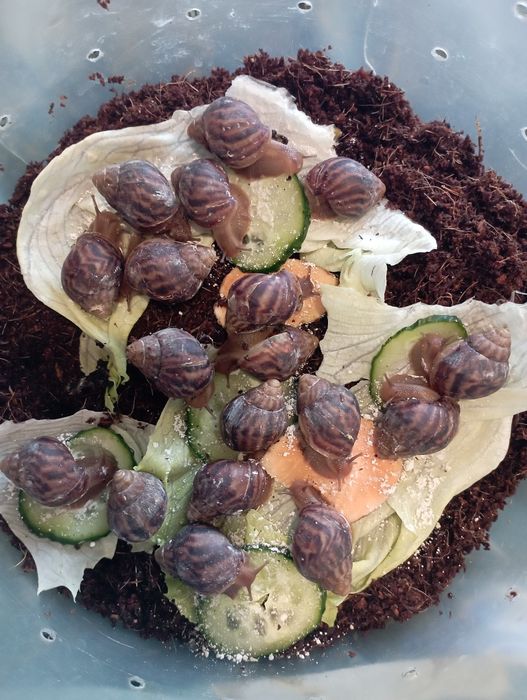 Равлики Ахатіни 3-х місячні, омолоджують і лікують шкіру колагеном.