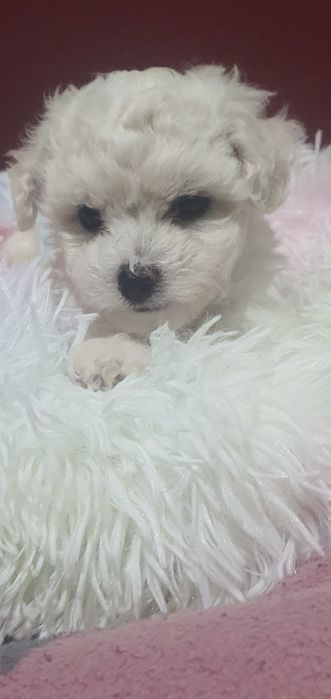 Bichon frise suczka Diana  Fci