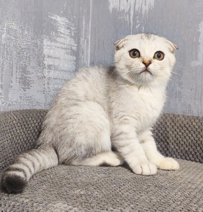 Висловуха дівчинка срібла шиншила котята кошенята котики