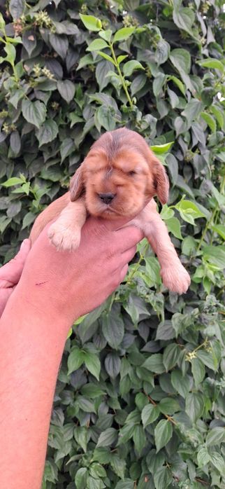 Cocker Spaniel Angielski
