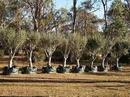 Oliveiras para jardim ou bonsai, boa azeitona